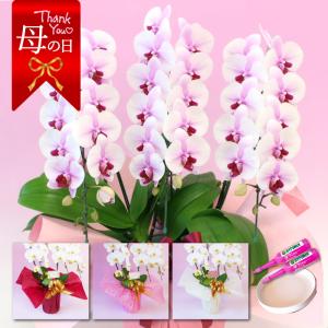 【母の日】中輪胡蝶蘭「桜姫」3本立ち ミディ 中輪 ピンク 蘭 ギフトセット 鉢皿 限定カード 管理方法ガイドブック付
