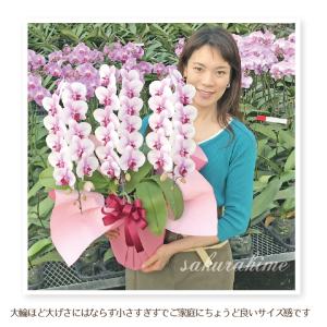 胡蝶蘭 桜姫 3本立ち 他選べる5色 お祝い ...の詳細画像2