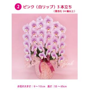 胡蝶蘭 桜姫 3本立ち 他選べる5色 お祝い ...の詳細画像3
