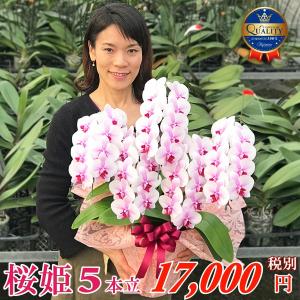 農園直送 胡蝶蘭 桜姫5本立ち お祝い お供え 花ギフト お誕生日 開店祝 開業祝 新築祝