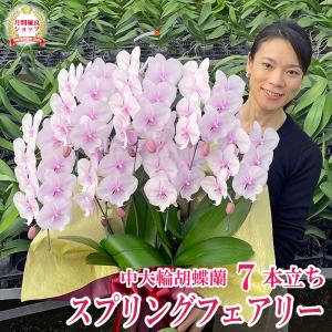 胡蝶蘭 BONUS対象 スプリングフェアリー7本立ち お祝い お供え 花ギフト お誕生日 開店祝 開業祝 新築祝