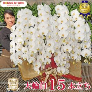 胡蝶蘭 超豪華15本立ち 大輪150輪以上 東京23区送料無料！お届け地域限定・自社便お届けの商品 VIPクラスのお祝いに