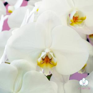 胡蝶蘭 BONUS対象 超豪華15本立ち 大輪...の詳細画像3