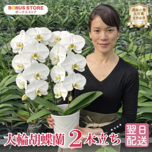 胡蝶蘭 BONUS対象 中大輪胡蝶蘭 2本立ち お祝い お供え 花ギフト お誕生日 開店祝 開業祝 ...