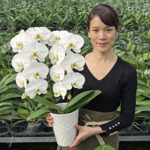 敬老の日胡蝶蘭 BONUS対象 中大輪胡蝶蘭 ...の詳細画像3