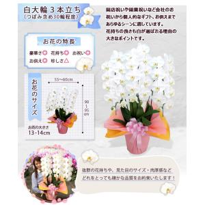 胡蝶蘭 3本立ち 30輪以上 選べる5色 お誕...の詳細画像1