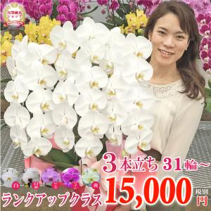 【全商品品質保証！】胡蝶蘭 お祝い お供え 3本立ちランクアップクラス 選べる5色 見劣りしないサイズ感 就任 昇進 お祝い お供え｜fujimino