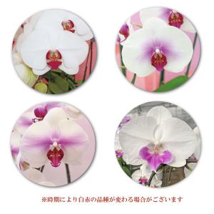 胡蝶蘭 BONUS対象 3本立ち 31輪以上 ...の詳細画像3
