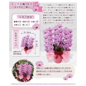 胡蝶蘭 BONUS対象 3本立ち 31輪以上 ...の詳細画像4