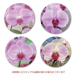 胡蝶蘭 BONUS対象 3本立ち 31輪以上 ...の詳細画像5