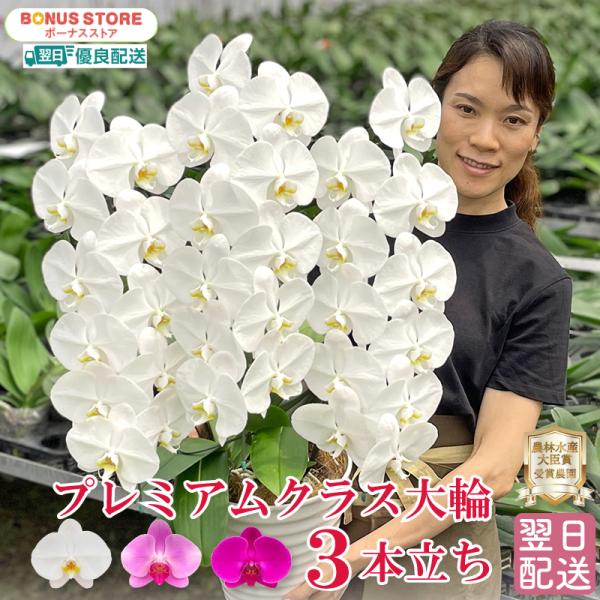 BONUS対象 胡蝶蘭 3本立ち 33輪以上 選べる4色 お誕生日 開店祝 開業祝 各種プレゼント ...