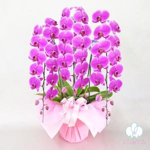 胡蝶蘭 3本立ち 33輪以上 選べる4色 お誕...の詳細画像4