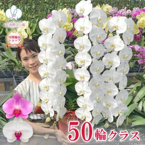 【デラックス50輪】《金賞受賞》3本立ち50輪以上胡蝶蘭 お祝い お供え 就任 昇進 お祝い お供え｜fujimino