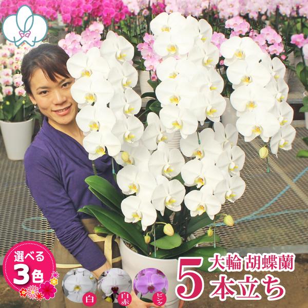BONUS対象 胡蝶蘭 5本立ち40輪以上 就任 昇進 お祝い お供え お誕生日 開店祝 開業祝 新...