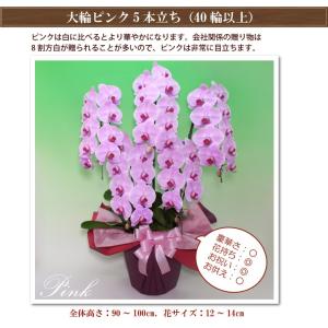 胡蝶蘭 BONUS対象 5本立ち40輪以上 就...の詳細画像2