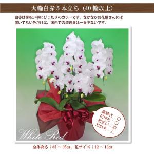 胡蝶蘭 BONUS対象 5本立ち40輪以上 就...の詳細画像4
