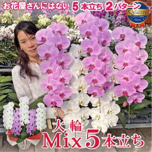 珍しい花の商品一覧 通販 Yahoo ショッピング