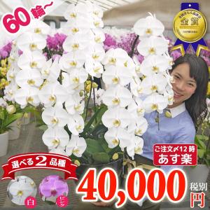 【大輪60輪以上】胡蝶蘭 お祝い お供え 5本立ちラグジュアリータイプ ボリューム満点60輪以上 就任 昇進 お祝い お供え｜fujimino