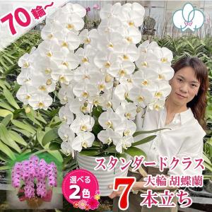 爆買胡蝶蘭 母の日 大輪70輪以上 お祝い お供え 豪華7本立ち 当選祝い 就任 昇進 お祝い お供え