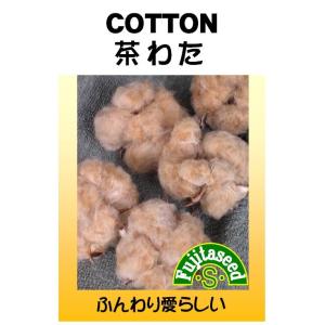 野菜 タネ 種 茶わたフジタのタネ