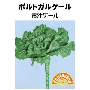 野菜 タネ 種 ケール ポルトガルケール 藤田種子