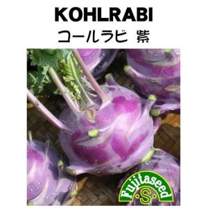 野菜 タネ 種 コールラビ（紫系） 藤田種子