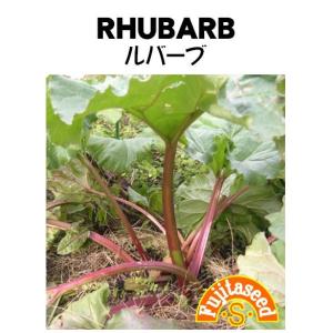 野菜 タネ 種 ルバーブ 藤田種子｜fujitaseed