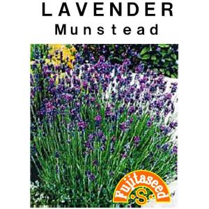 ハーブ タネ 種 ラベンダー マンステッド 藤田種子