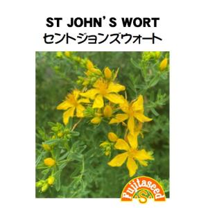 ハーブ タネ 種 セントジョンズウォート 藤田種子