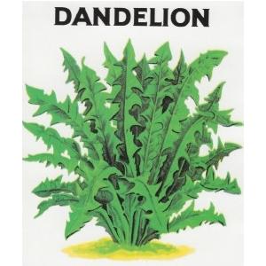 ハーブ タネ 種 ダンデライオン 食用タンポポ 藤田種子 H 41 藤田種子株式会社 通販 Yahoo ショッピング