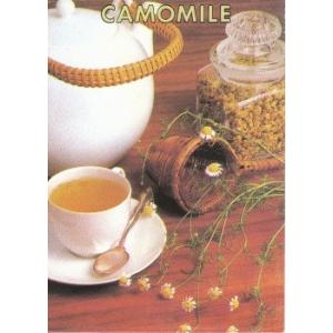 ハーブ タネ 種 ジャーマンカモミール 藤田種子