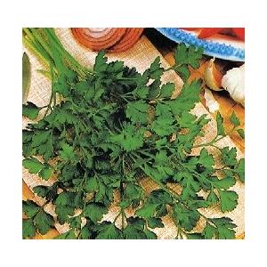 ハーブ タネ 種 イタリアンパセリ 藤田種子 H 65 藤田種子株式会社 通販 Yahoo ショッピング