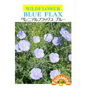 種 種子 ハーブ種類 フラックス 花 ガーデニング 通販 Yahoo ショッピング