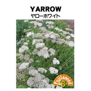 ハーブの種 ハーブ種類 ヤロウ 種 種子 花 ガーデニング 通販 Yahoo ショッピング