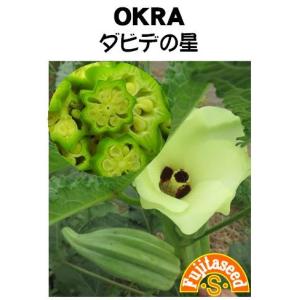 野菜 タネ 種 オクラ ダビデの星 藤田種子｜fujitaseed