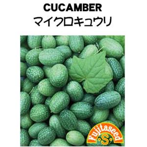 野菜 タネ 種 マイクロキュウリ 藤田種子｜fujitaseed