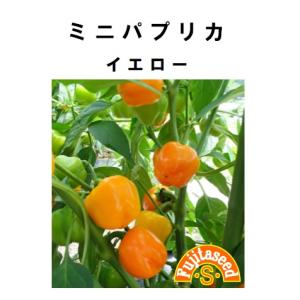 野菜 タネ 種 ミニパプリカ イエローオレンジ 藤田種子｜fujitaseed