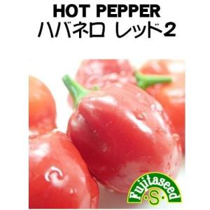 ハバネロ 種の商品一覧 通販 Yahoo ショッピング
