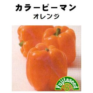 野菜 タネ Ｆ１ カラーピーマン オレンジ 藤田種子 種