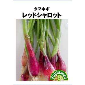 野菜 タネ 種 レッドシャロット 藤田種子｜fujitaseed