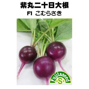野菜 タネ 種 紫丸二十日大根 Ｆ１ こむらさき 藤田種子