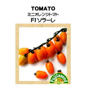 野菜 タネ 種 ミニオレンジトマト F1 ソラーレ 藤田種子