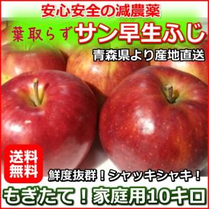 家庭用！安心安全の減農薬！樹上完熟 葉取らずリンゴ「サン早生ふじ」●10キロ箱！青森の生産農家より直送！もぎたて鮮度抜群！皮ごと食べても大丈夫！