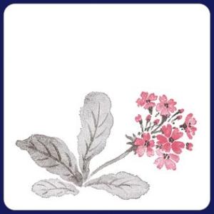 【受注生産】紙コースター　桜草　2色（角型） ／100枚（袋入り）｜fujix-sizai