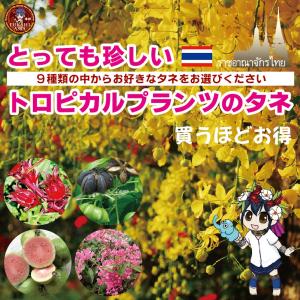 ９種類から選べます 珍しいトロピカルプランツのタネ 日本で育てやすい南国植物の種 Seedsplants Seeds Tps Freeset 深緋asia 通販 Yahoo ショッピング