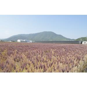 もち麦 国産 ダイシモチ 2000g 発酵性食...の詳細画像4