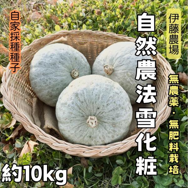 無農薬・無肥料かぼちゃ(雪化粧) 約10kg【伊藤農場】