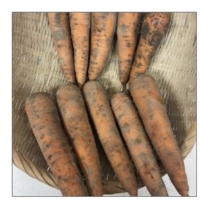 哲義さんの人参A品（9kg）