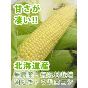 （無農薬・無肥料・北海道産）哲義さんの朝もぎトウモロコシ（10本・5kg前後）☆販売中！