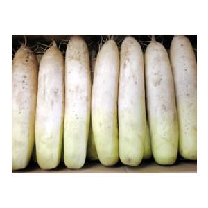 哲義さんの秋大根5本・1本1kg前後